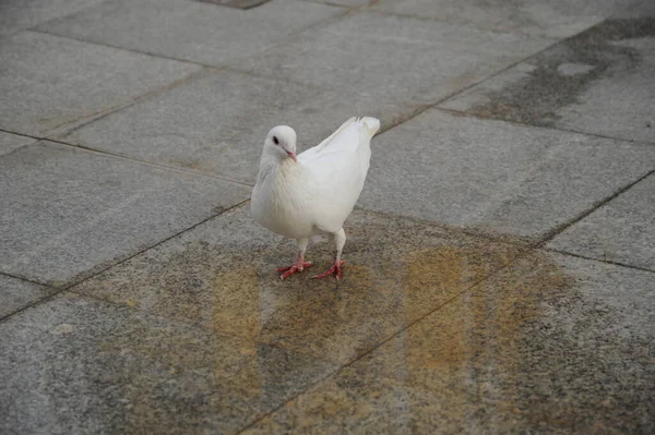 Vue Panoramique Sur Les Pigeons — Photo