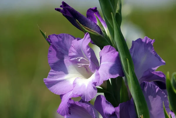 Gladiolus Çiçekleri Çiçek Açar — Stok fotoğraf