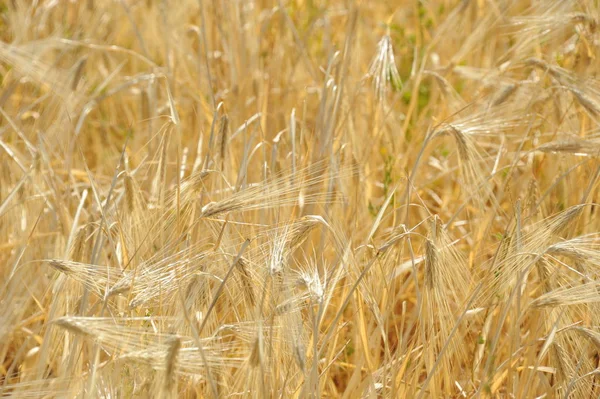 Vista Del Campo Grano Concetto Agricoltura — Foto Stock