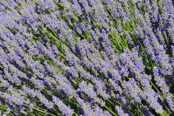 Flores Lavanda Roxas Pétalas Violetas — Fotografia de Stock