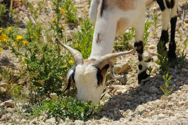 Hiszpania Koza Polu — Zdjęcie stockowe