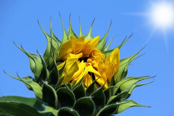 Sonnenblume Nahaufnahme — Stockfoto