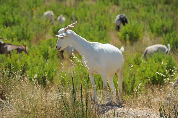 Espagne Chèvre Sur Terrain — Photo