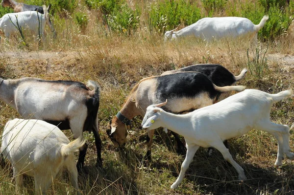 Spain Goat Field — Stock Photo, Image