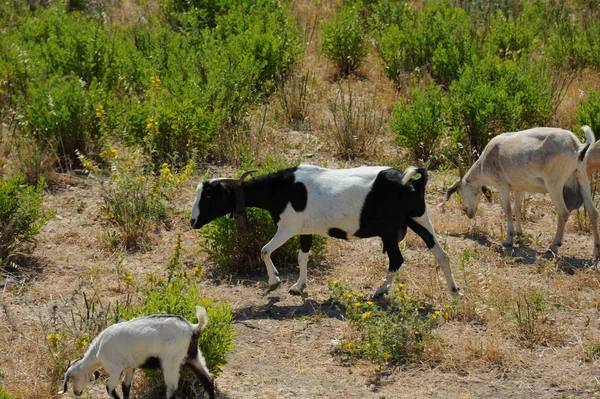 Hiszpania Koza Polu — Zdjęcie stockowe