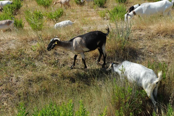 Spain Goat Field — Stock Photo, Image