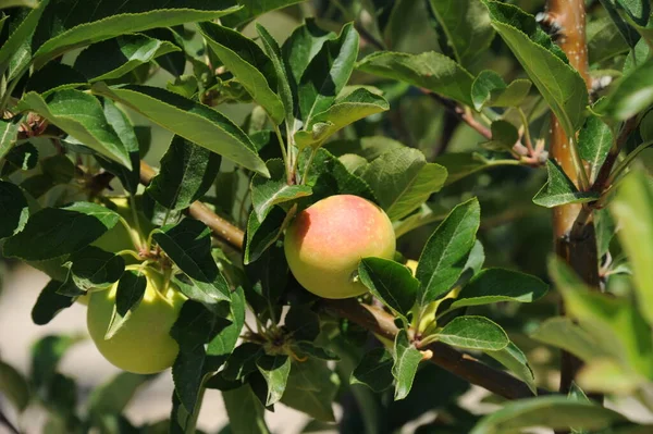 スペイン りんごの木の詳細 — ストック写真