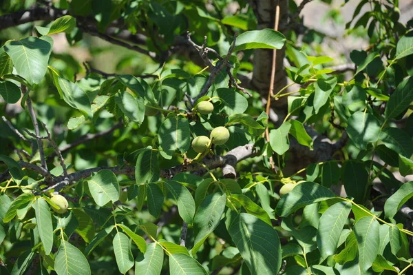 Schöne Natur Spanien — Stockfoto