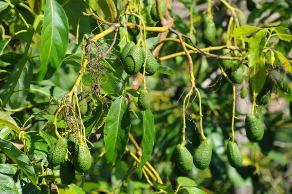 Awokado Drzewie Jedzenie Zielone Liście — Zdjęcie stockowe