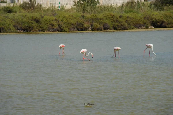 Vista Panorâmica Flamingos Majestosos Natureza — Fotografia de Stock