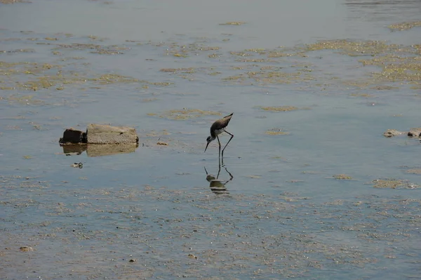 Spain Waders Costa Blanca — стоковое фото