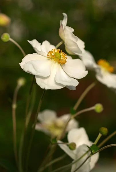 Belle Floraison Fleurs Anémone — Photo