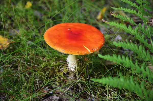 Rode Paddestoel Het Begin Van Herfst Een Zweeds Bos — Stockfoto