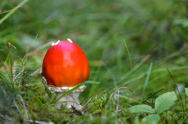 Champignon Rouge Dans Une Forêt Suédoise Fin Été — Photo