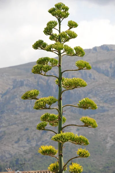 Agave Americana Gran Canaria 西班牙 — 图库照片