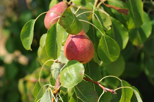 Peras Árbol Flora Follaje — Foto de Stock