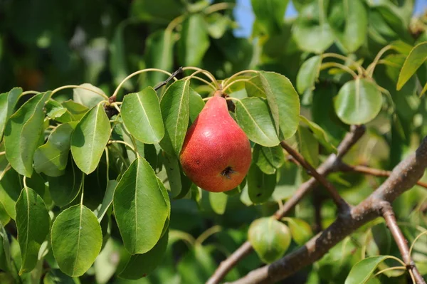 Poires Sur Arbre Flore Feuillage — Photo