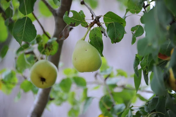 Päron Träd Flora Och Bladverk — Stockfoto