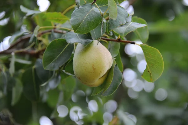 Birnen Auf Baum Flora Und Laub — Stockfoto