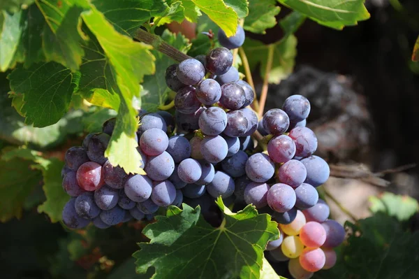 Spain Travel Fresh Grapes Details — Stock Photo, Image