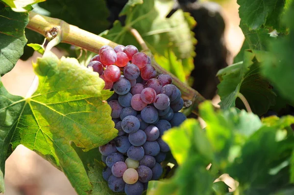 Viaje España Detalles Uvas Frescas — Foto de Stock