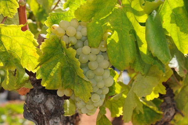 Viaje España Detalles Uvas Frescas — Foto de Stock