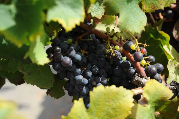 Viaje España Detalles Uvas Frescas — Foto de Stock