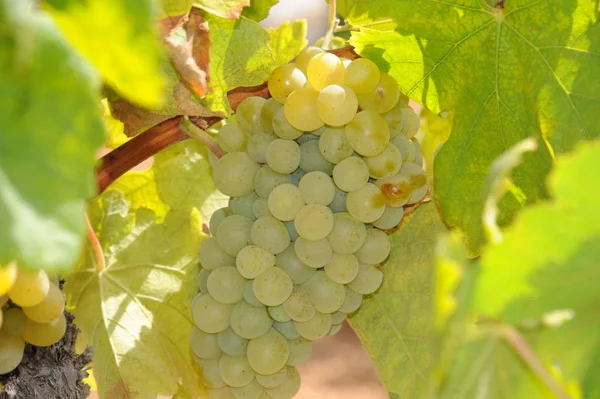 Viaje España Detalles Uvas Frescas — Foto de Stock