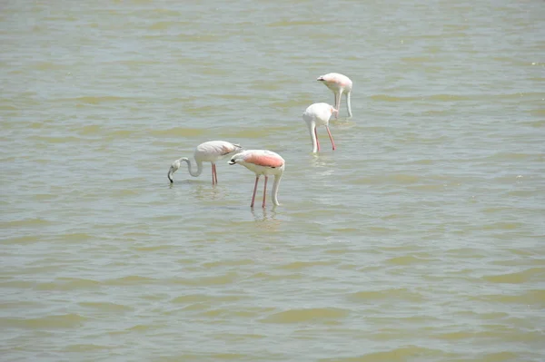 Malerischer Blick Auf Majestätische Flamingos Der Natur — Stockfoto