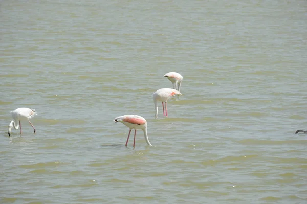 Vista Panorâmica Flamingos Majestosos Natureza — Fotografia de Stock