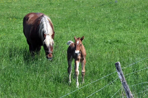 Madre Caballo Descendencia Los Pastos —  Fotos de Stock