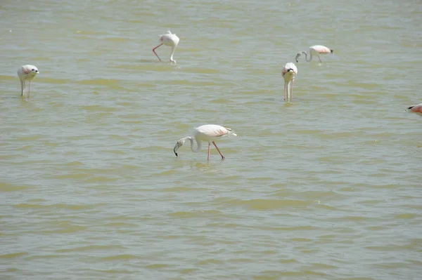 Vista Panorâmica Flamingos Majestosos Natureza — Fotografia de Stock