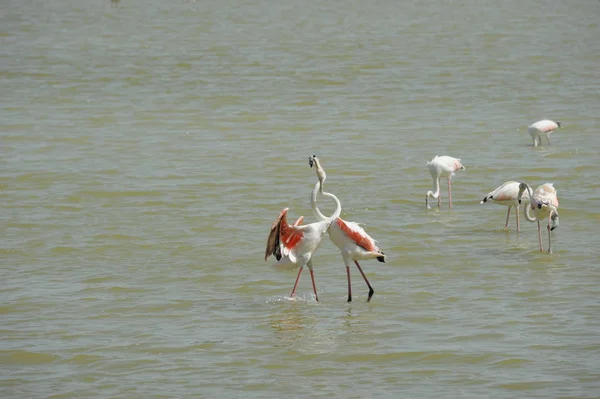 Vista Panorâmica Flamingos Majestosos Natureza — Fotografia de Stock