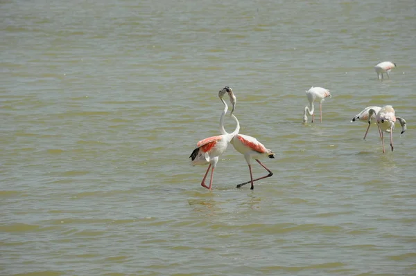 Malerischer Blick Auf Majestätische Flamingos Der Natur — Stockfoto