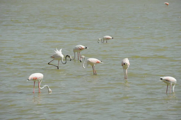 Vacker Utsikt Över Majestätiska Flamingos Naturen — Stockfoto