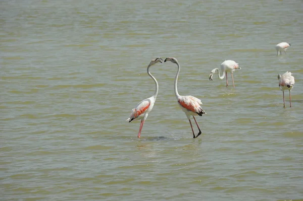 Vue Panoramique Des Flamants Roses Majestueux Nature — Photo