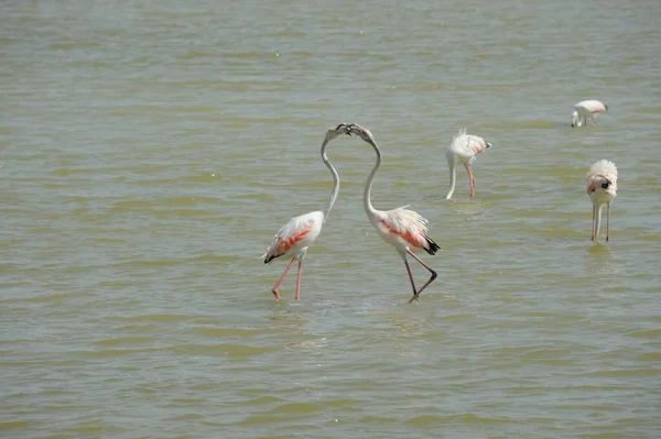 Vista Panorâmica Flamingos Majestosos Natureza — Fotografia de Stock