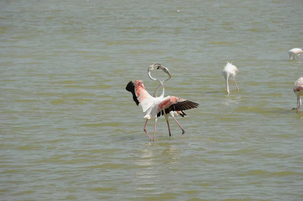 Vedere Pitorească Flamingo Ului Maiestuos Natură — Fotografie, imagine de stoc