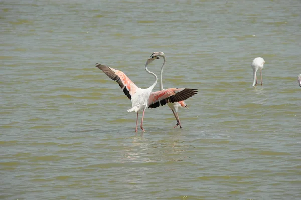 Vacker Utsikt Över Majestätiska Flamingos Naturen — Stockfoto