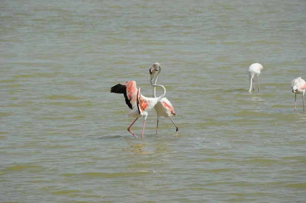 Vue Panoramique Des Flamants Roses Majestueux Nature — Photo