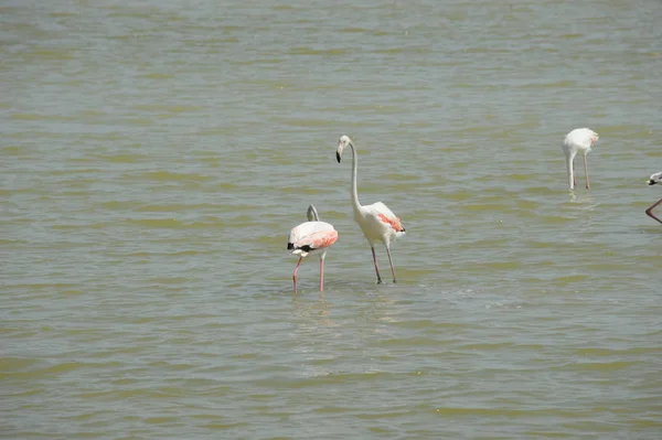 Vacker Utsikt Över Majestätiska Flamingos Naturen — Stockfoto