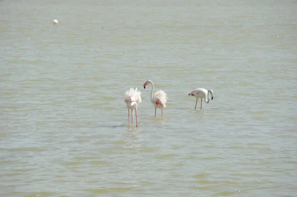 Scenic View Majestic Flamingos Nature — Stock Photo, Image