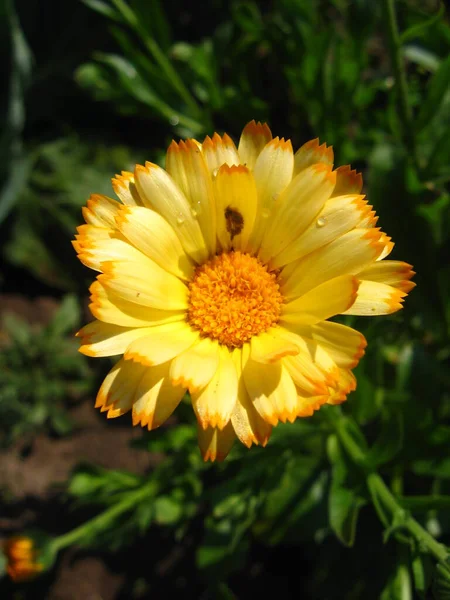 Hermosa Flor Caléndula Hierbas Amarillas Cama —  Fotos de Stock