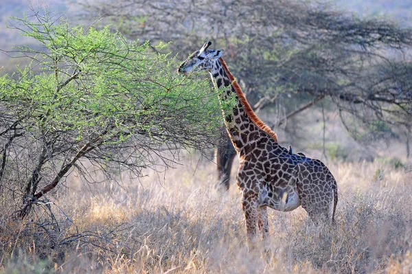 Kahverengi Zürafa Hayvanları Vahşi Yaşam Bitki Örtüsü Doğal Hayvan Örtüsü — Stok fotoğraf