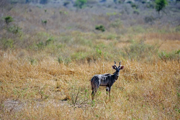 Antilope Wildtier Tierwelt — Stockfoto