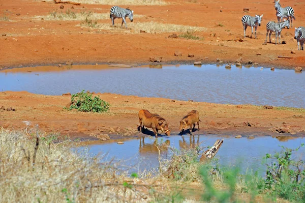 Scénický Pohled Faunu Flóru Savannah — Stock fotografie