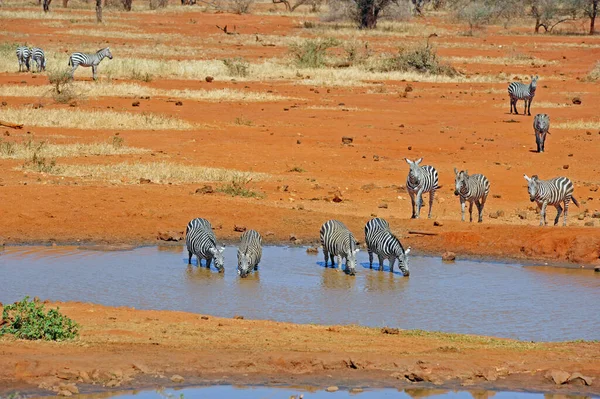 Zebra Hayvanları Vahşi Yaşam Bitki Örtüsü Fauna — Stok fotoğraf