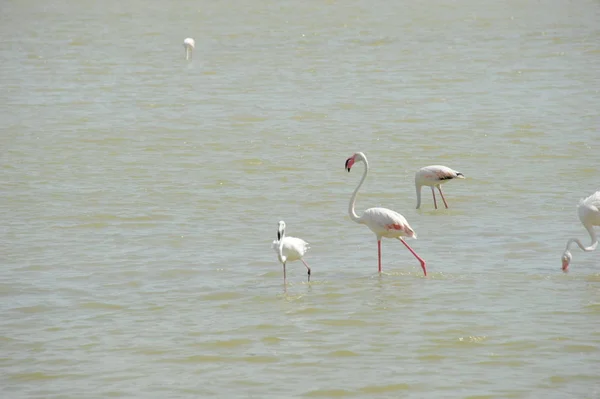 Malerischer Blick Auf Majestätische Flamingos Der Natur — Stockfoto