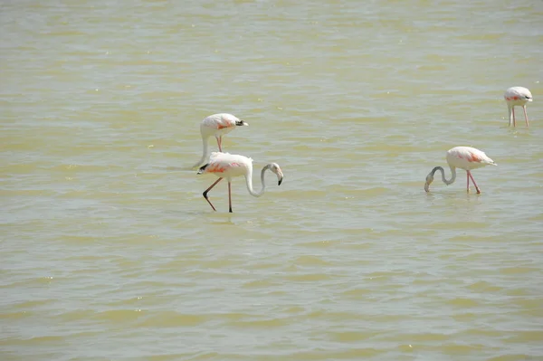 Vista Panorâmica Flamingos Majestosos Natureza — Fotografia de Stock