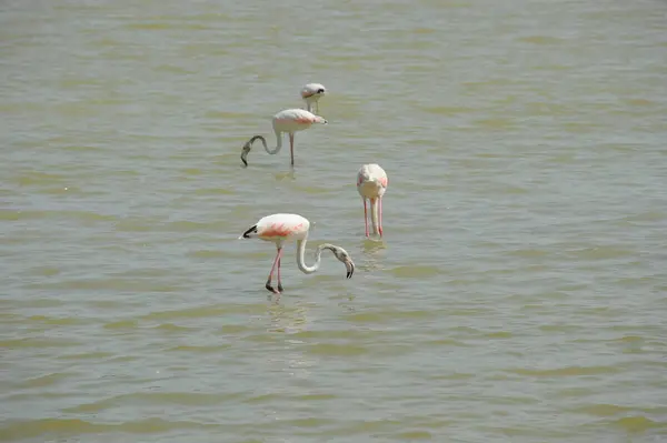 Vue Panoramique Des Flamants Roses Majestueux Nature — Photo